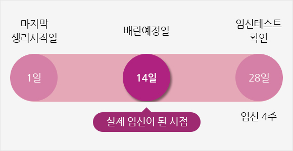 임신 기간의 계산